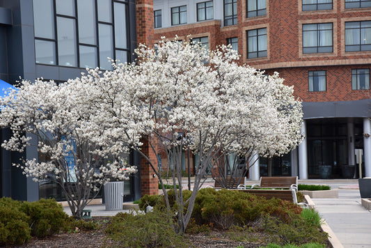 Serviceberry-Autumn Brilliance 5'BP