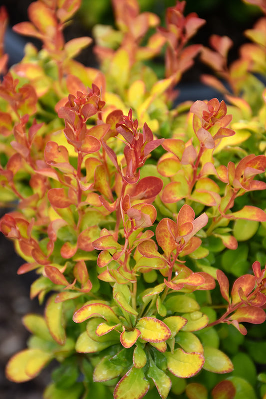 Barberry-Limoncello 3C