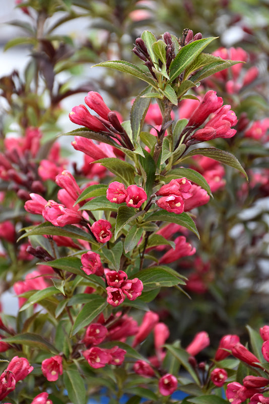 Weigela-Electric Love 3CP