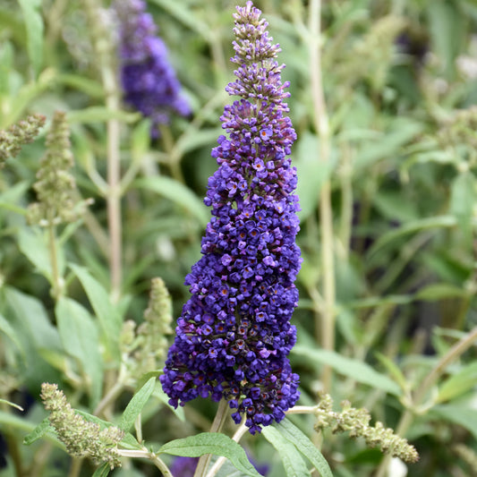 Buddleia-Black Knight 3C