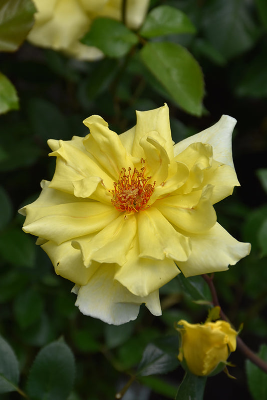 Rose-Golden Showers CL 2C