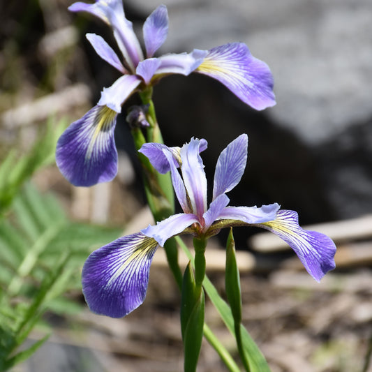 Iris-Blue Flag 1C