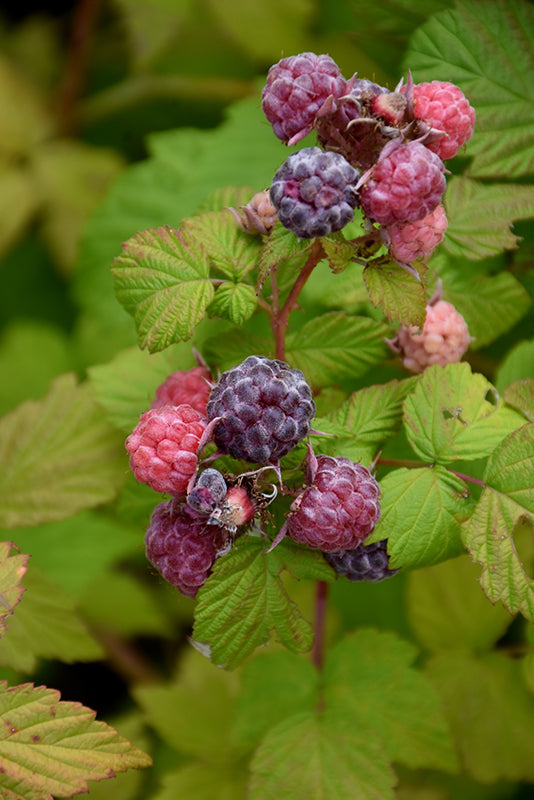 Raspberry-Jewel Black 1C – Country Arbors Nursery