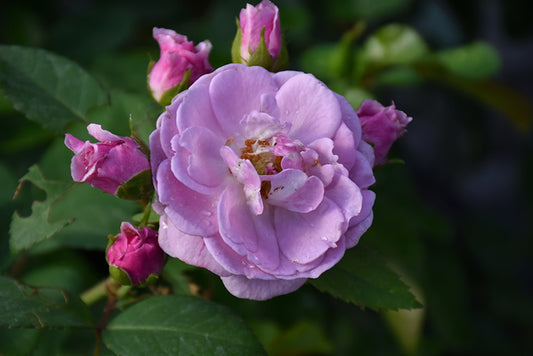 Rose-Lilac Days CL 3C