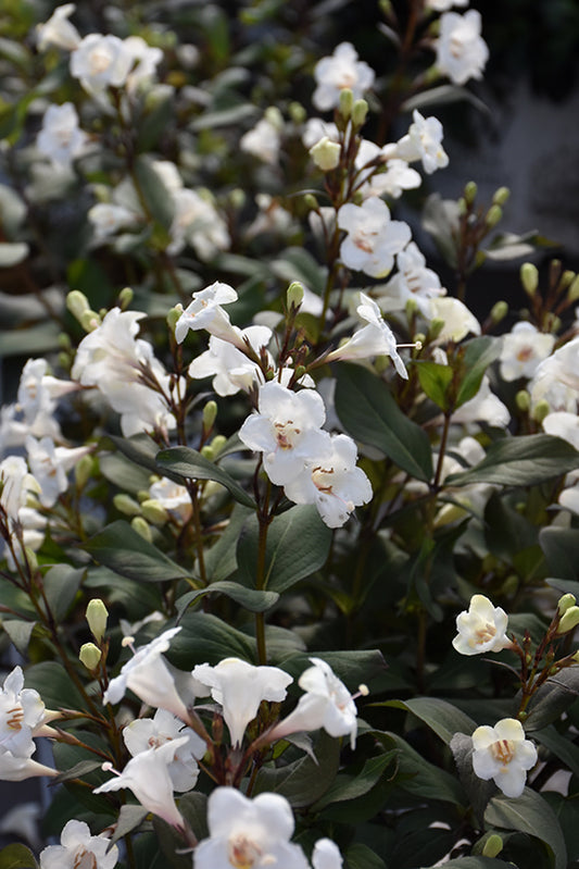 Weigela-Wine & Spirits® 3C
