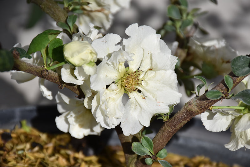 Quince-Double Take Eternal White 3C