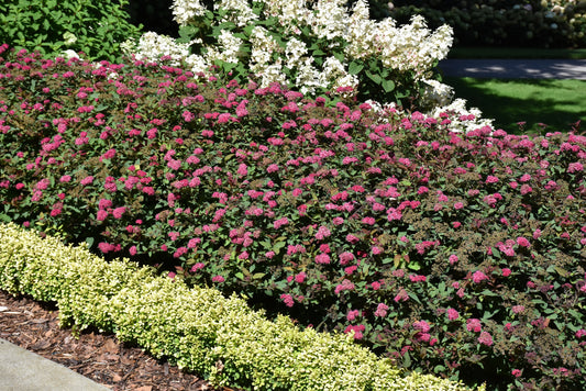 Spirea-Double Play Doozie® 3C
