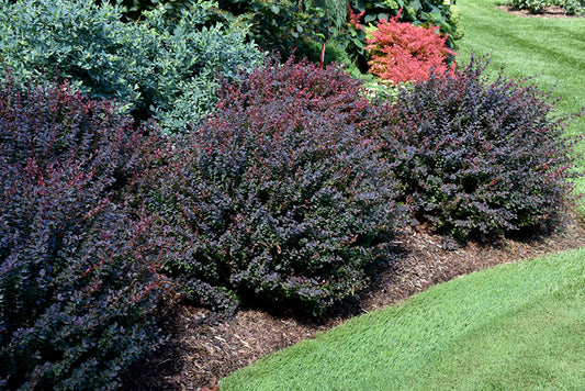 Barberry-Sunjoy® Mini Maroon 3C