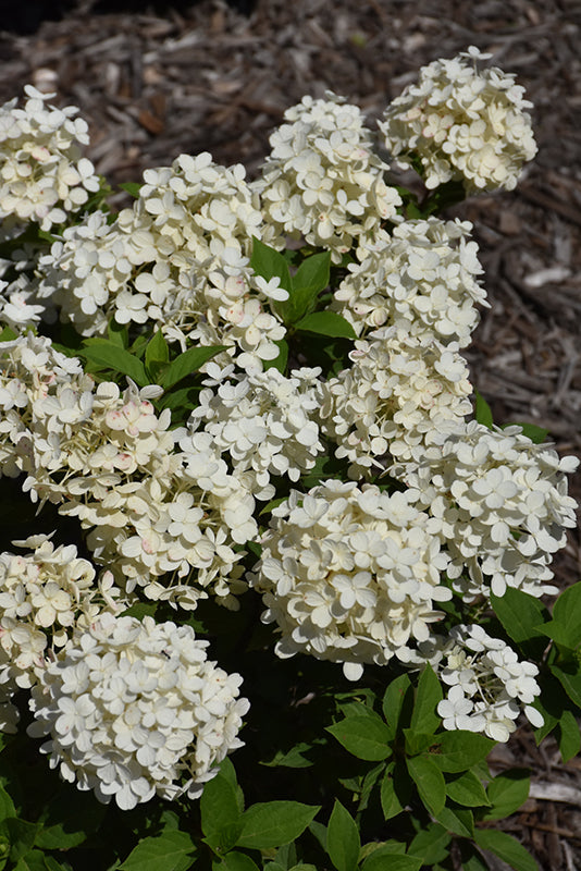 Hydrangea-Tiny Quick Fire® 2C