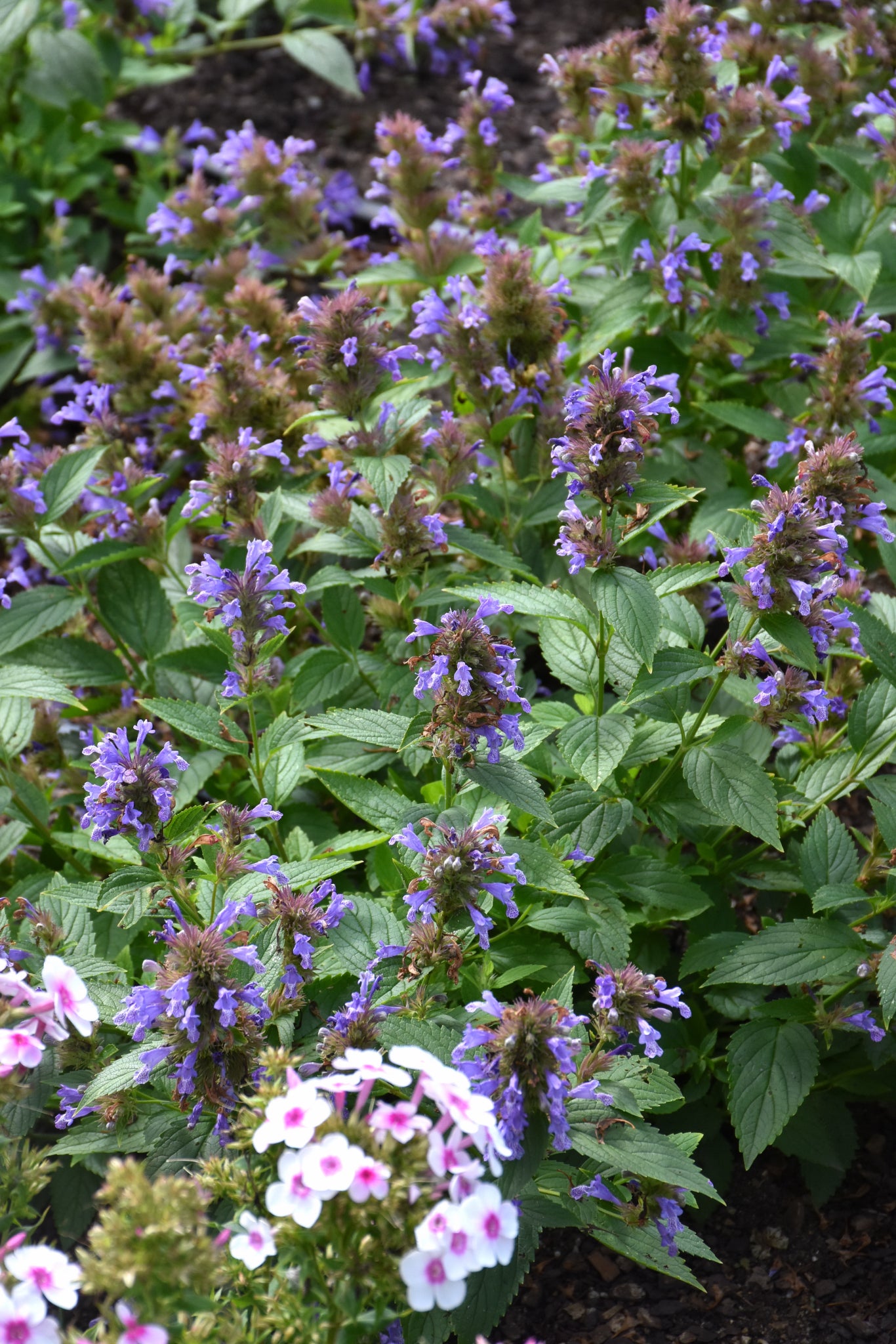 Nepeta-Blue Prelude 1C