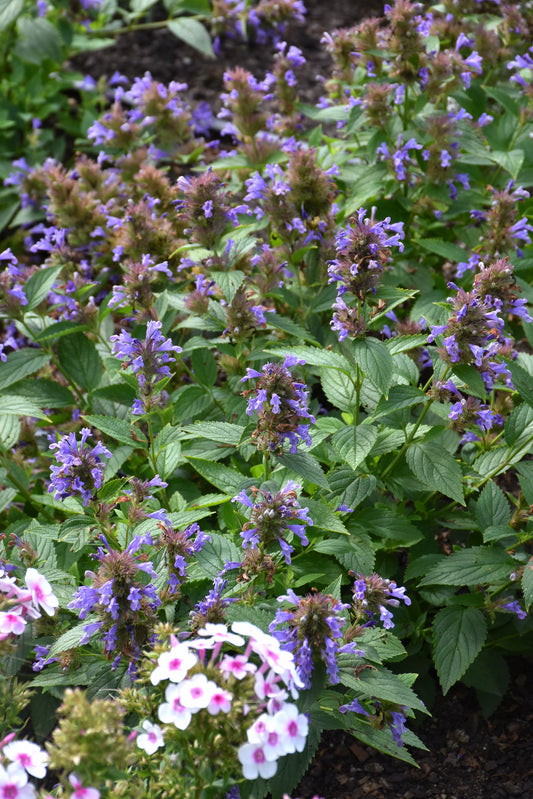 Nepeta-Blue Prelude 1C