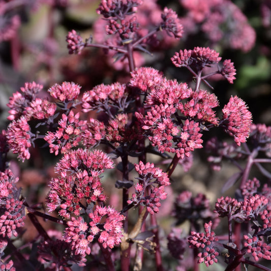 Sedum-Strawberry Milkshake 1C