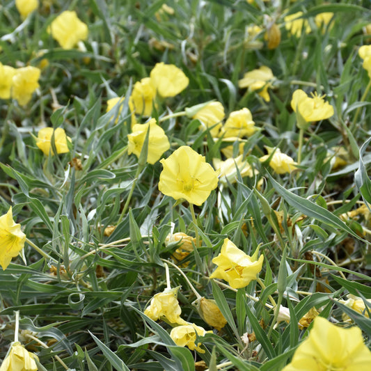Oenothera-Evening Sun 1C
