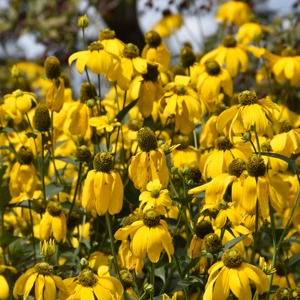 Rudbeckia-Laciniata 1C