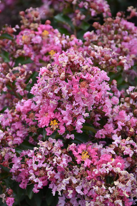 Crapemyrtle-Peppermint Mocha 3C