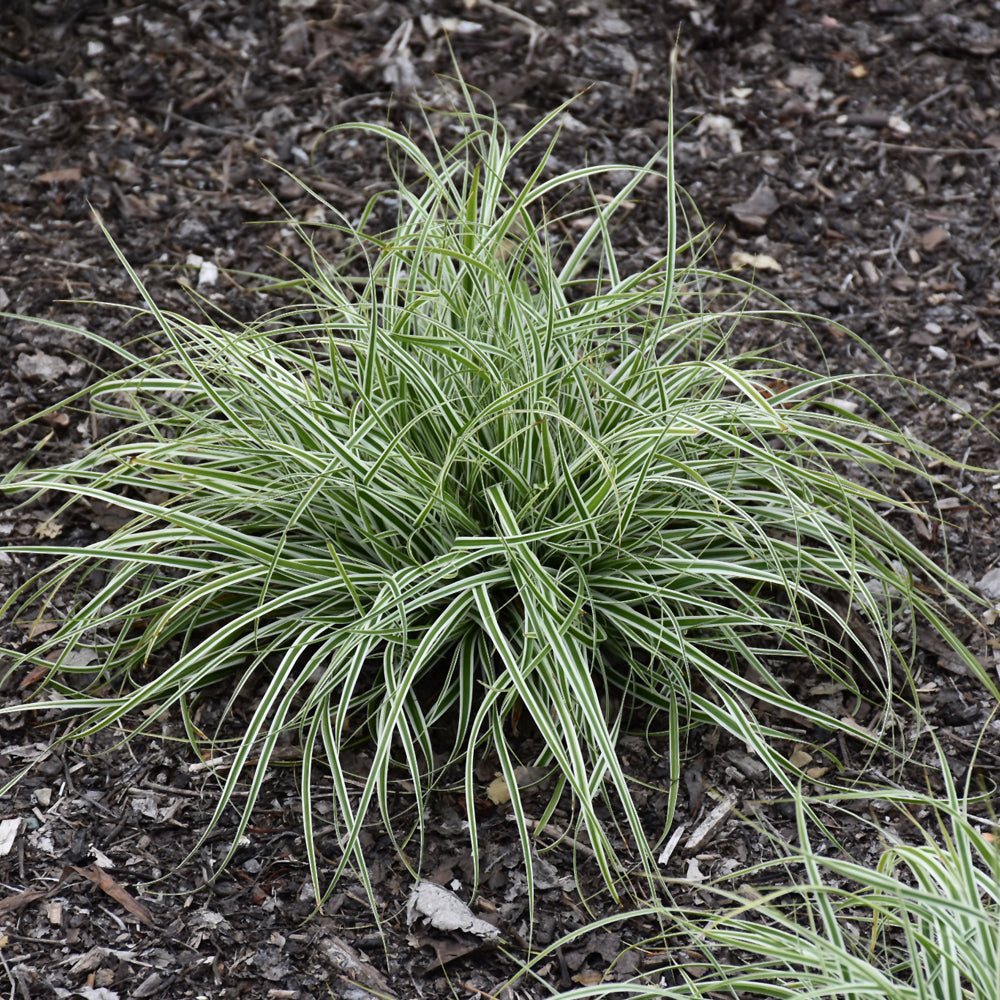 Grass-Evercolor Everest 1C