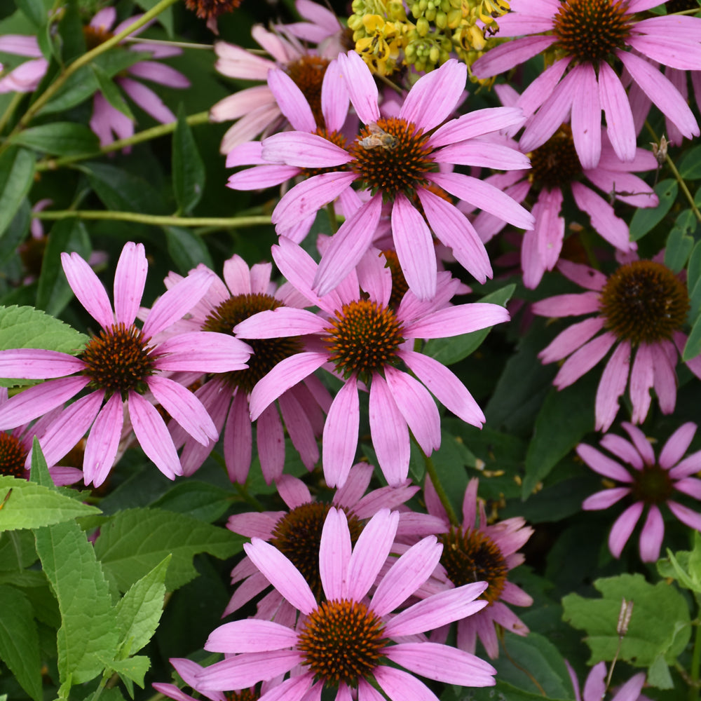Echinacea-Purpurea 1C
