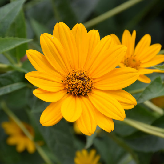 Heliopsis-Helianthoides 1C