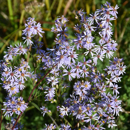 Symphyotrichum-Laeve 1C