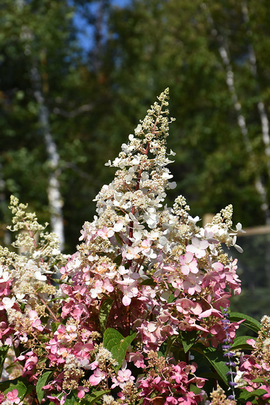 Hydrangea-Candelabra 3CP