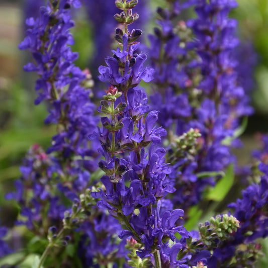Salvia-Dark Matter 1C