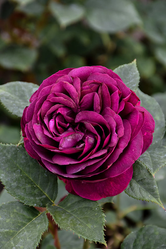 Rose-Celestial Night On Std 10C