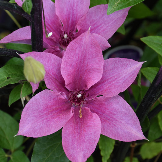 Clematis-Rosalie 1C