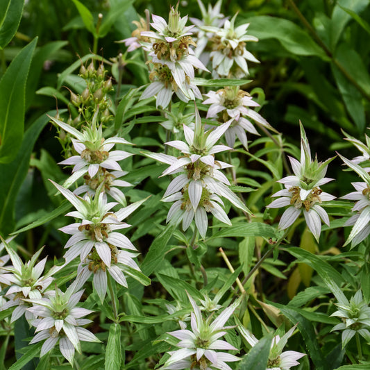 Monarda-Punctata 1C