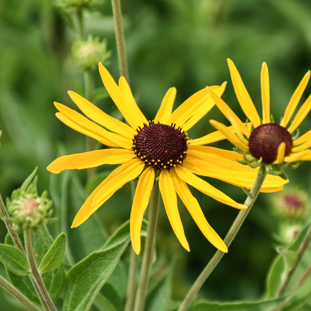 Rudbeckia-Subtomentosa 1C