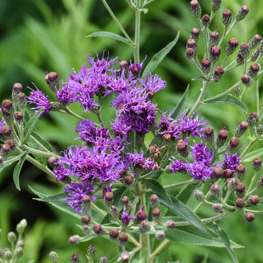 Vernonia-Fasciculata 1C