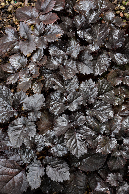 Astilbe-Dark Side of the Moon 1C