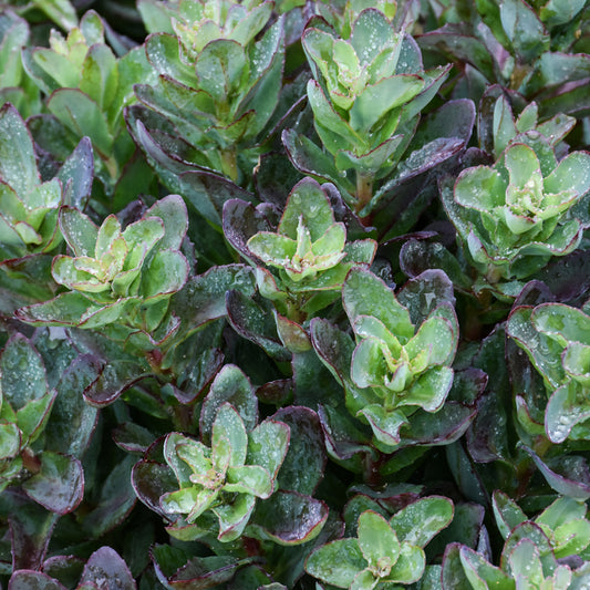 Sedum-Conga Line 1C