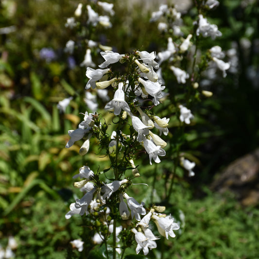 Penstemon-Digitalis 1C