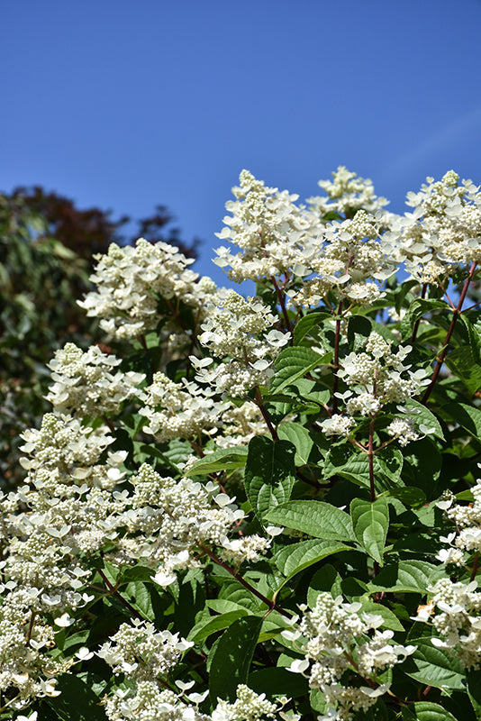 Hydrangea-Fire and Ice® on Standard 10CP