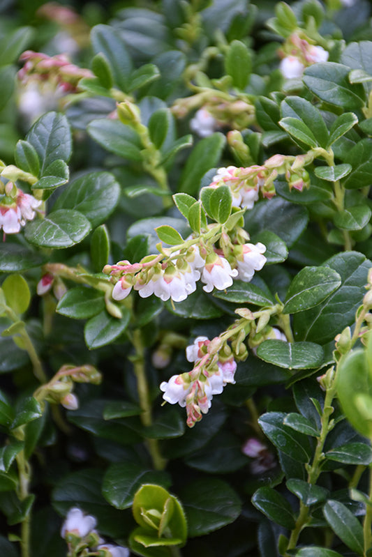 Lingonberry-Red Candy 1C