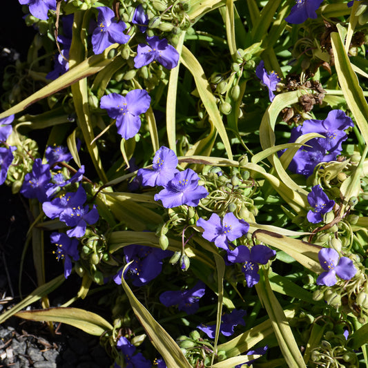 Tradescantia-Lucky Charm 1C