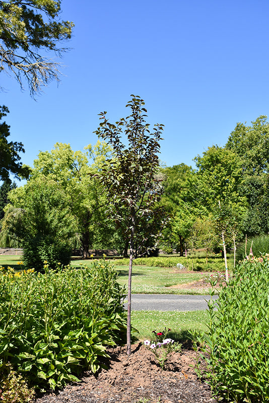 Crab-Ruby Dayze 1.0" 20CP