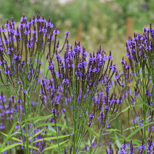 Verbena-Hastata 1C