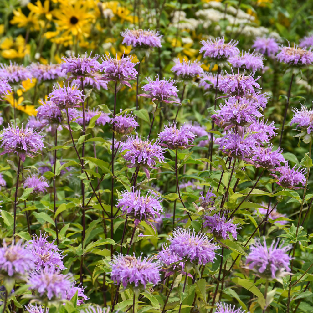 Monarda-Fistulosa 1C