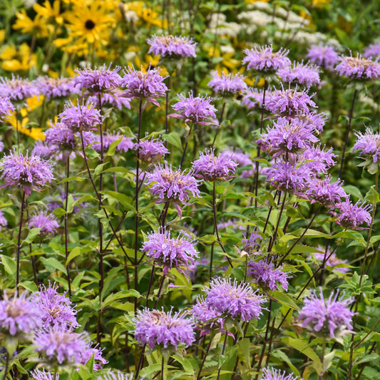 Monarda-Fistulosa 1C