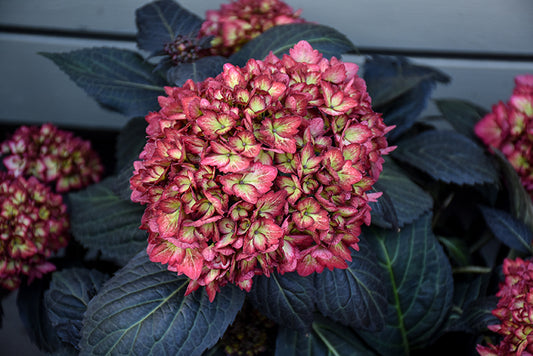 Hydrangea-Eclipse® 3C
