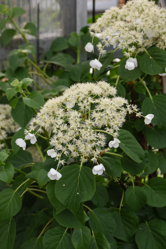 Hydrangea-Climbing 3C