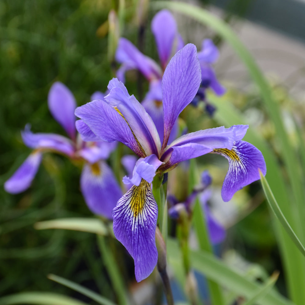 Iris-Purple Flame 1C