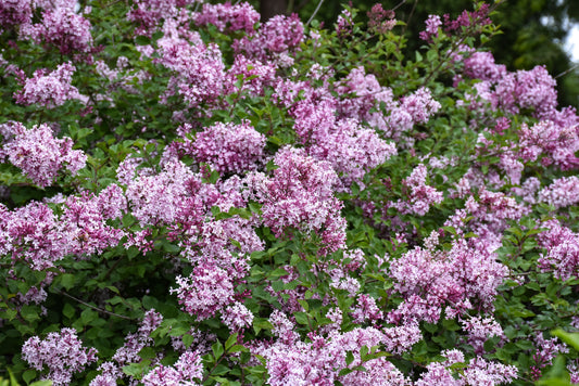 Lilac-Bloomerang Purpink 3C