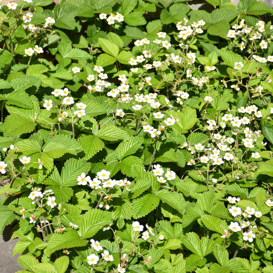 Fragaria-Wild Strawberry 1C