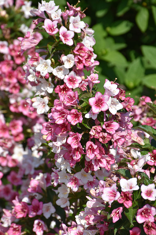 Weigela-Czechmark Trilogy® 3C
