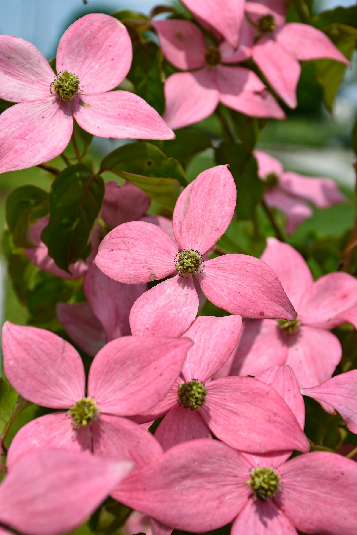 Dogwood-Scarlet Fire 7C