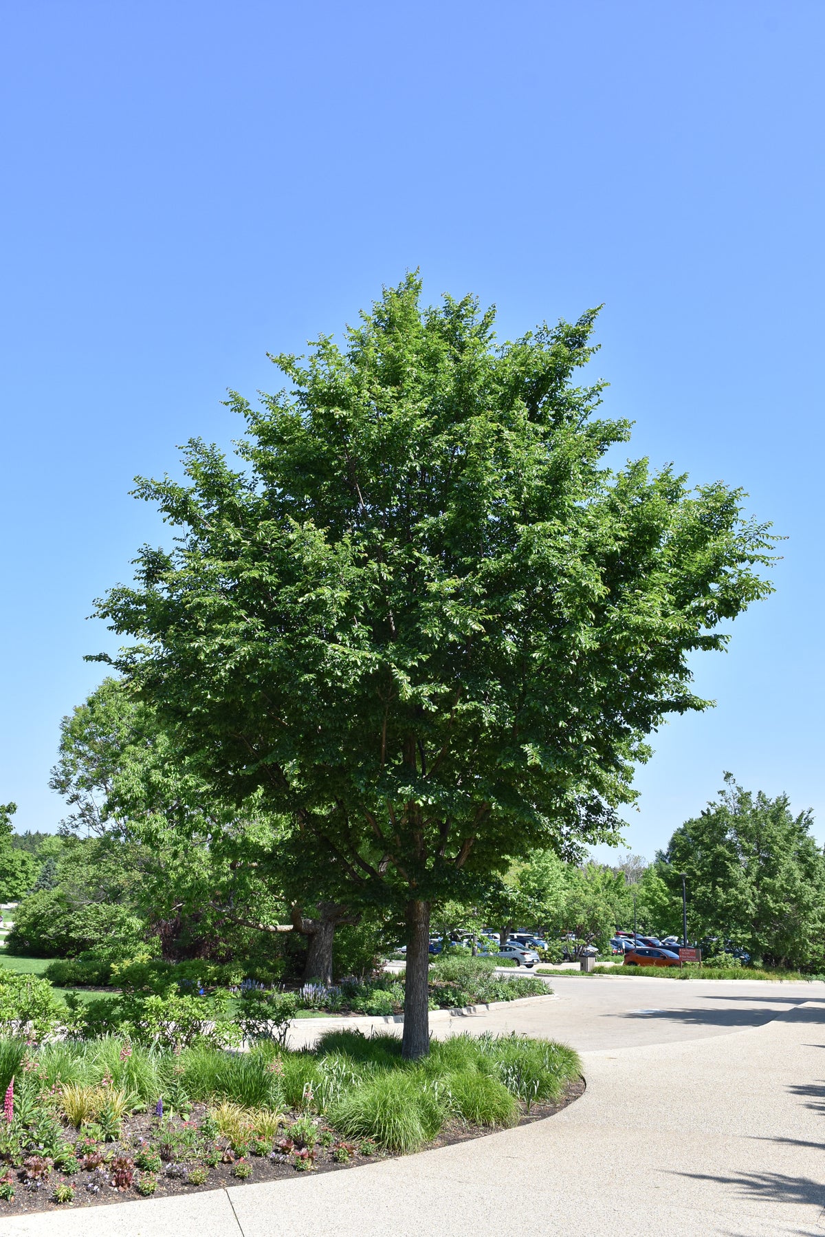 Elm-Triumph 2.0"B