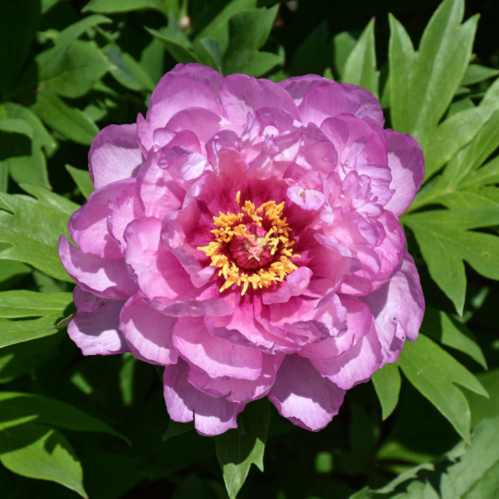 Peony-Itoh First Arrival 2C