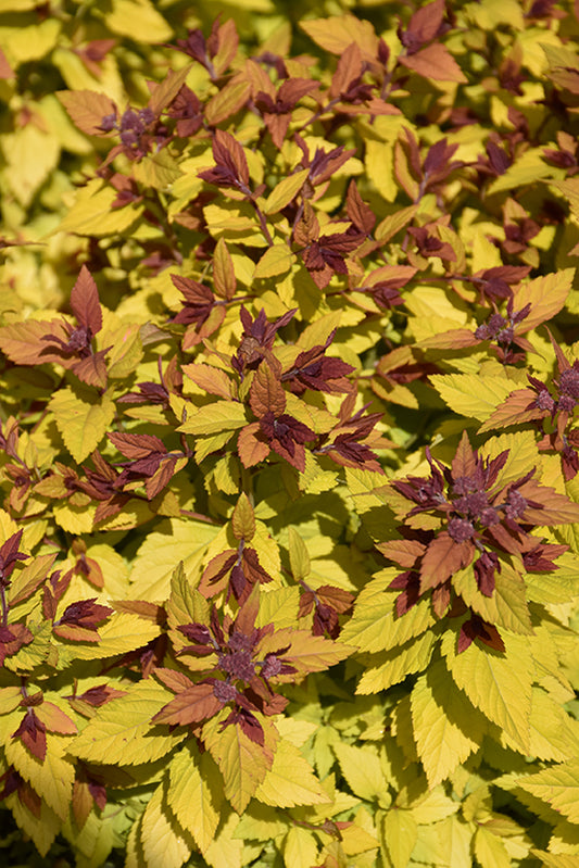 Spirea-Double Play Dolly 2C